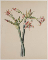 Z 078
<br/>
Roze-witte Hippeastrum (Amaryllis)
<br/>
<em>Brandt, Albertus Jonas (1788-1821)</em>
